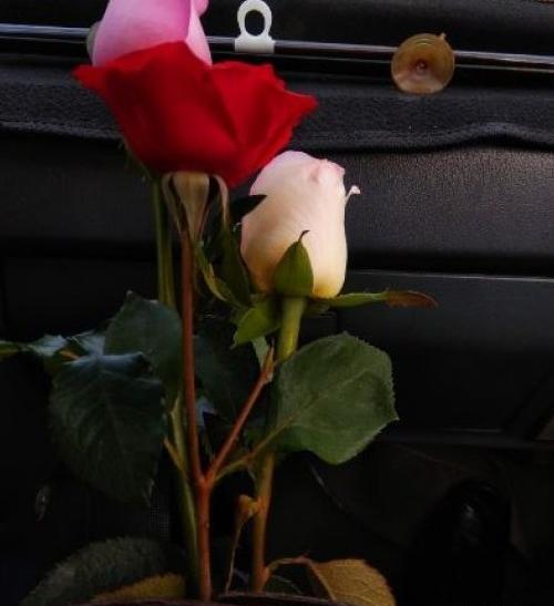 عکس دسته گل رز تو ماشین