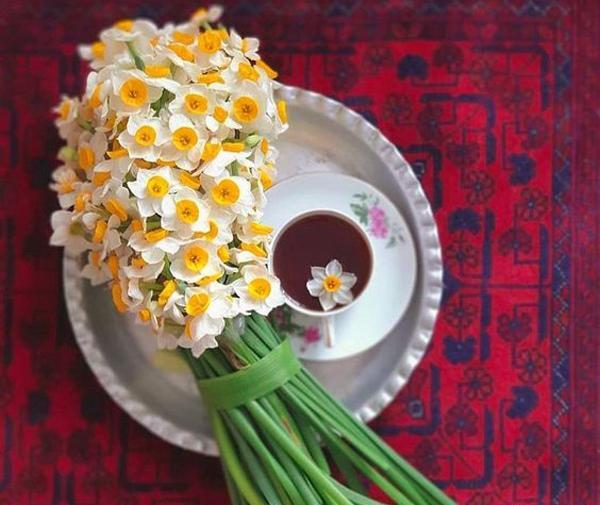 عکس پروفایل دسته گل نرگس