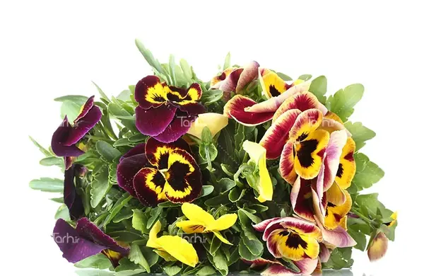 عکس دسته گل بنفشه