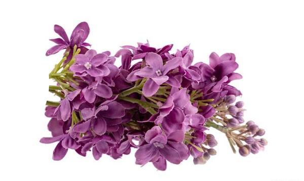 عکس دسته گل بنفشه
