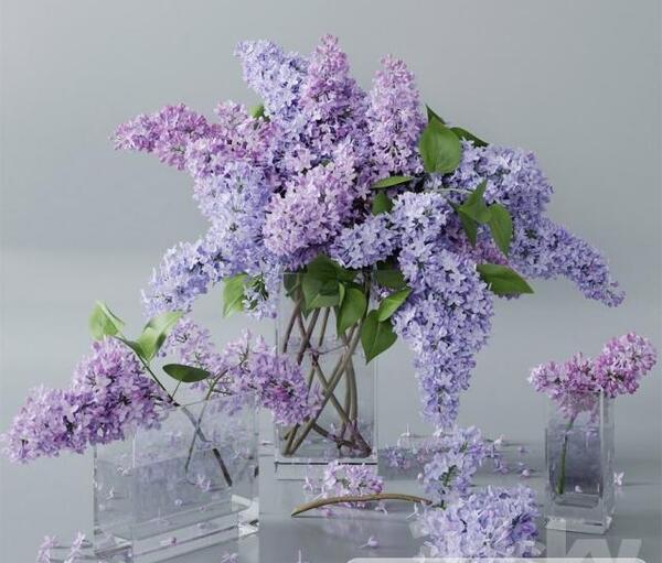 عکس دسته گل بنفشه