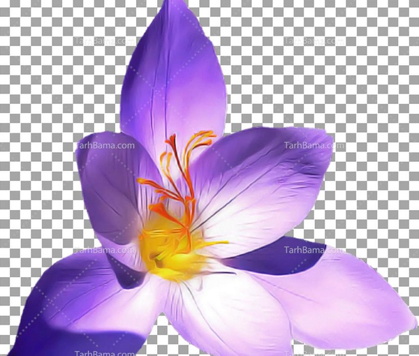 عکس دسته گل بنفشه