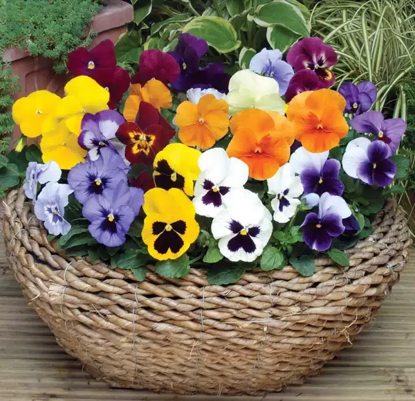عکس دسته گل بنفشه