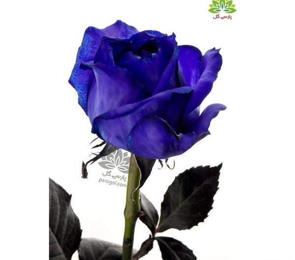 عکس دسته گل رز بنفش