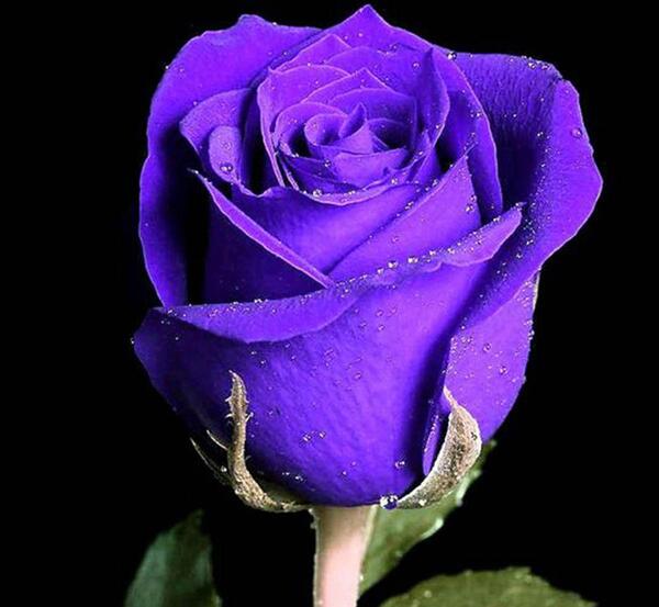 عکس دسته گل رز بنفش