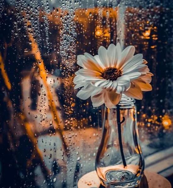 عکس دسته گل برای پروفایل شاد