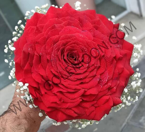 عکس دسته گل بزرگ رز
