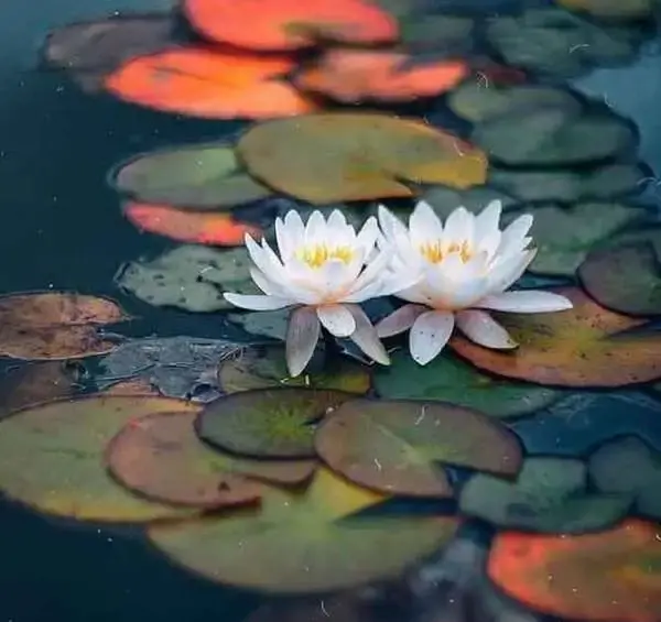 عکس دسته گل نیلوفر آبی
