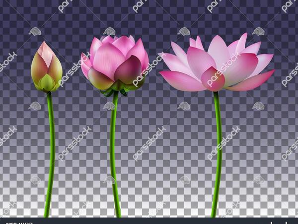 عکس دسته گل نیلوفر آبی