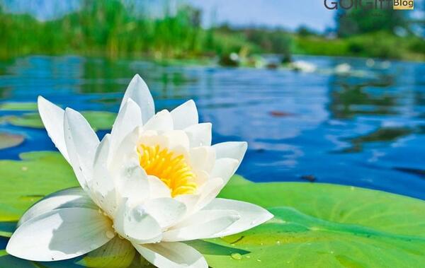 عکس دسته گل نیلوفر آبی
