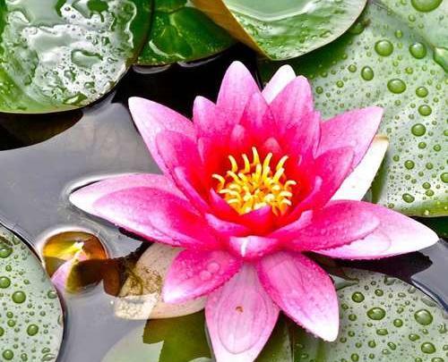 عکس دسته گل نیلوفر آبی