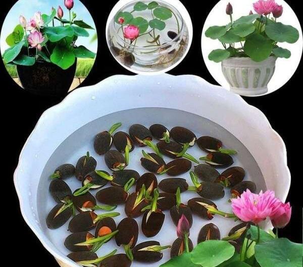 عکس دسته گل نیلوفر آبی
