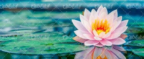 عکس دسته گل نیلوفر آبی