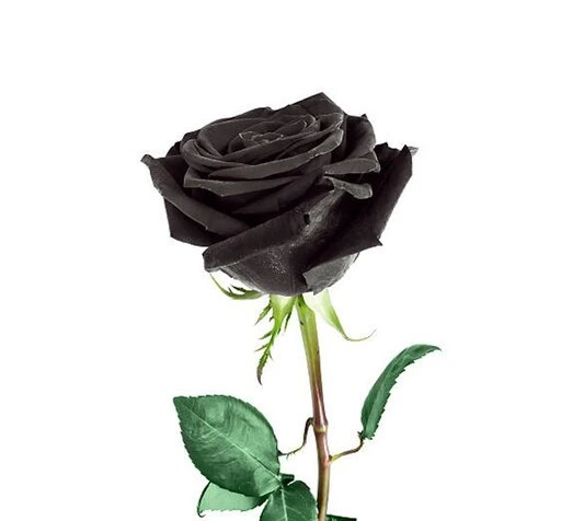 عکس دسته گل رز مشکی