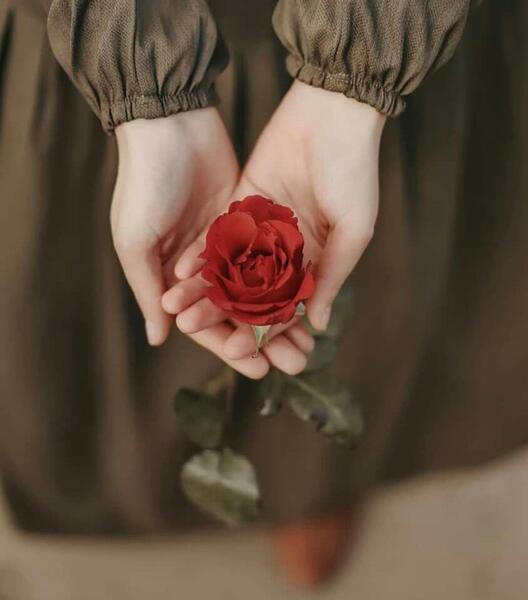 عکس گل رز برای پروفایل دخترونه