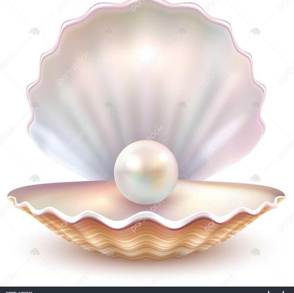 عکس از صدف دریا