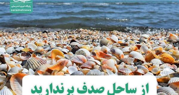 عکس از صدف دریا