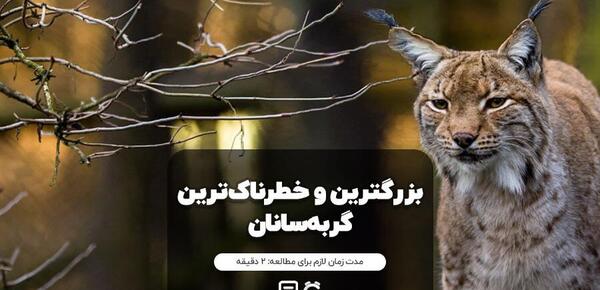 عکس حیوانات وحشی گربه سانان
