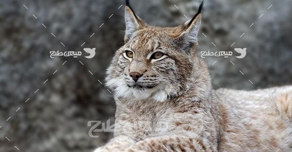 عکس حیوانات وحشی گربه سانان