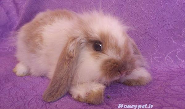 عکس خرگوش سفید قهوه ای