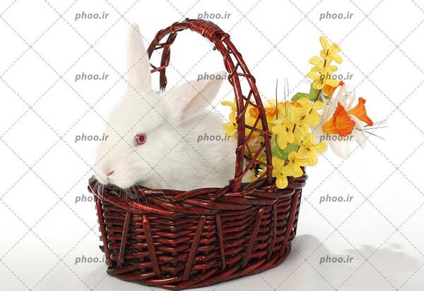 عکس خرگوش سفید قهوه ای