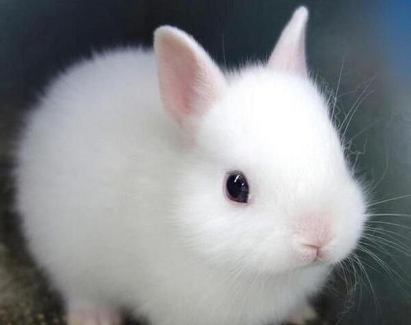 عکس خرگوش سفید قهوه ای