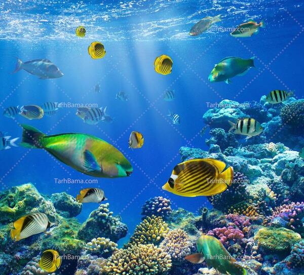 عکس از حیوانات دریا