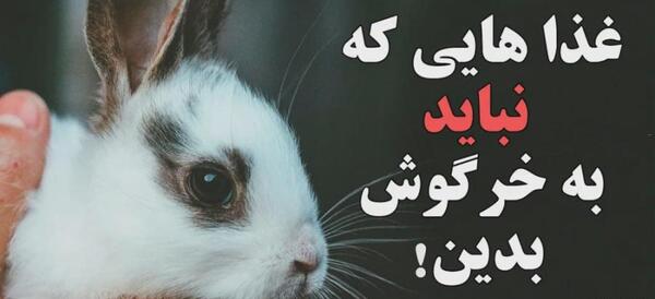 عکس های غذای خرگوش