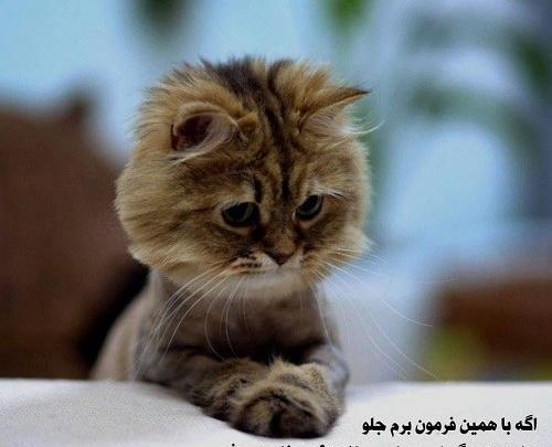 دخترونه عکس نوشته سینگلی خنده دار