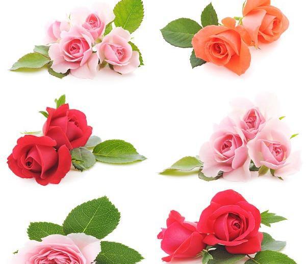 دانلود عکس تصویر زمینه گل رز