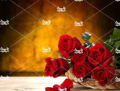 دانلود عکس تصویر زمینه گل رز