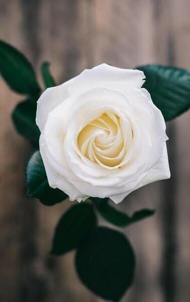 دانلود عکس تصویر زمینه گل رز