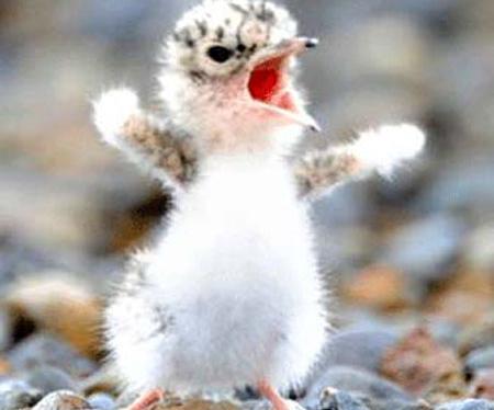 عکس حیوانات جالب و خنده دار