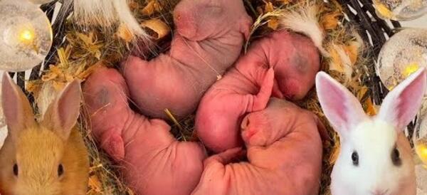 عکس بچه خرگوش وحشی