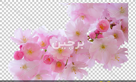 عکس شکوفه بهاری سفید