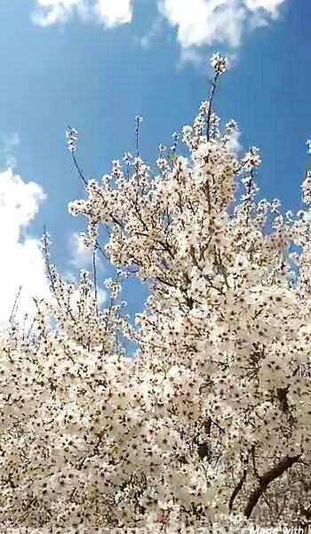 عکس شکوفه بهاری سفید