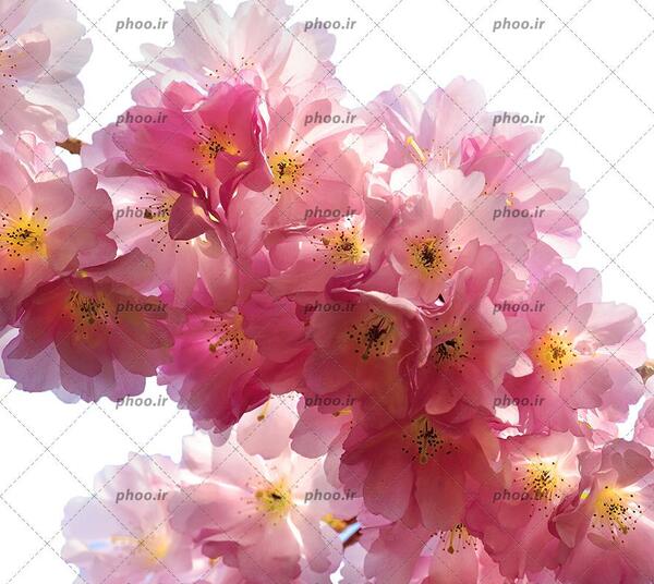 عکس شکوفه بهاری سفید