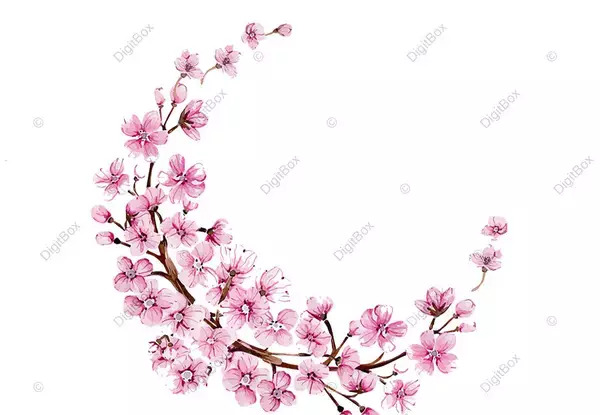 عکس شکوفه بهاری سفید