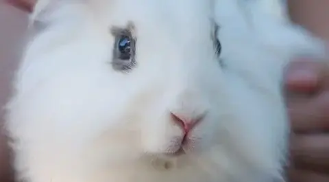 عکس خرگوش سیاه کوچولو