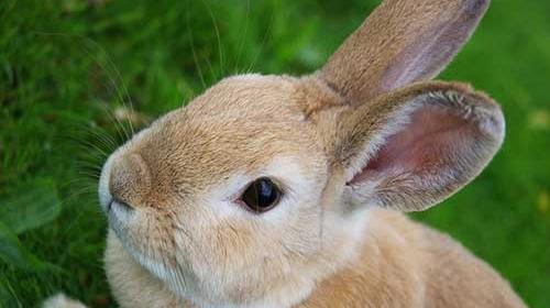 عکس از خرگوش های بامزه