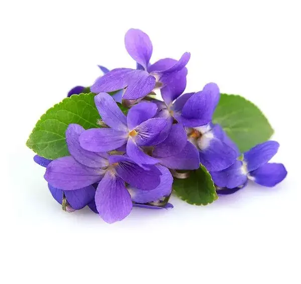 عکس گل بنفشه کوهی