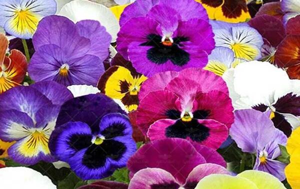 عکس گل بنفشه کوهی