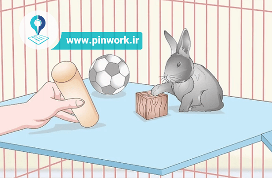 عکس خرگوش قفس