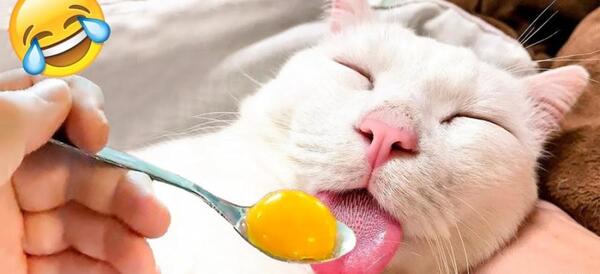 عکس حیوانات خنده دار طنز