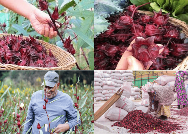 عکس بوته چای ترش