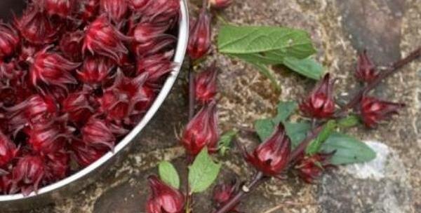 عکس بوته چای ترش