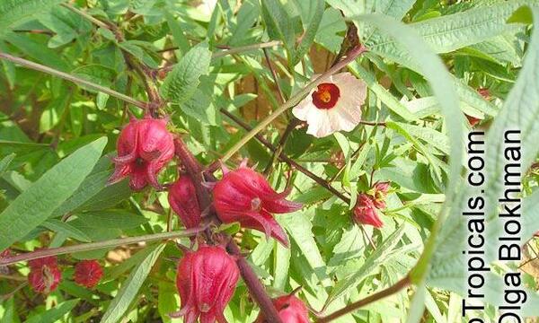 عکس بوته چای ترش