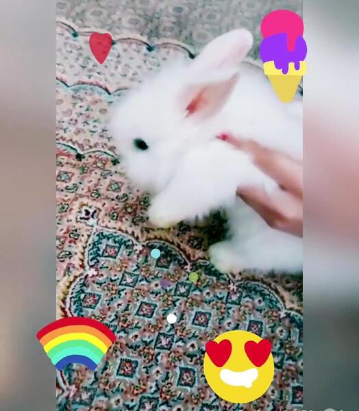 عکس خرگوش لپی کوچولو