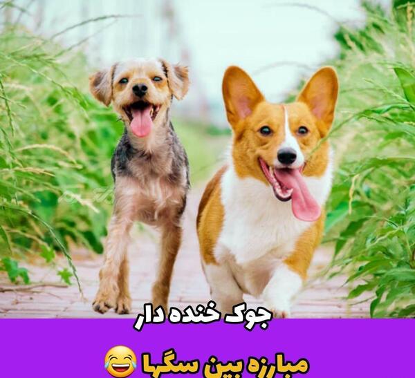 عکس خنده دار سگ ها