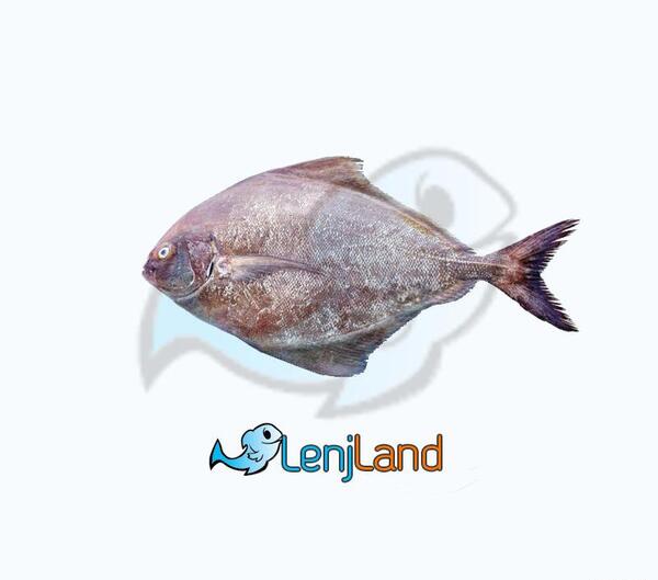 عکس انواع ماهی حلوا